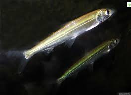 Image result for Coregonus albula