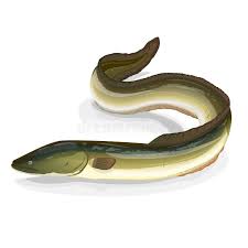 Image result for Anguilla anguilla