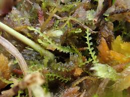 Attēlu rezultāti vaicājumam “Cladopodiella francisci”