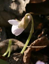 Attēlu rezultāti vaicājumam “Viola collina flower”