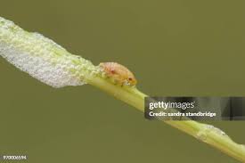 Attēlu rezultāti vaicājumam “Aphrophoridae nymph”