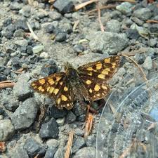 Attēlu rezultāti vaicājumam “Carterocephalus palaemon underside”