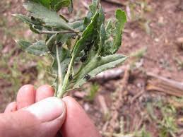 Attēlu rezultāti vaicājumam “Urophora cardui”