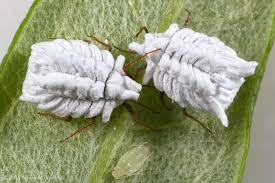 Attēlu rezultāti vaicājumam “Orthezia urticae”