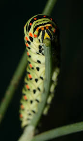 Attēlu rezultāti vaicājumam “Papilio machaon larva”