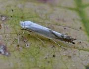 Attēlu rezultāti vaicājumam “Lyonetia prunifoliella”