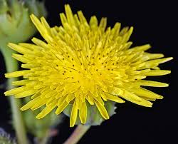 Attēlu rezultāti vaicājumam “Sonchus asper flower”