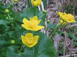 Attēlu rezultāti vaicājumam “Caltha palustris fruit”