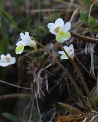 Attēlu rezultāti vaicājumam “Pinguicula alpina”