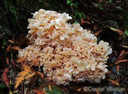 Attēlu rezultāti vaicājumam “Podostroma leucopus”