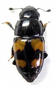 Attēlu rezultāti vaicājumam “Glischrochilus grandis”