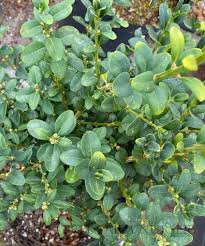 Attēlu rezultāti vaicājumam “Buxus sempervirens”