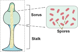 Attēlu rezultāti vaicājumam “Arcyria helvetica stalked”