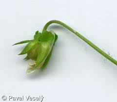 Attēlu rezultāti vaicājumam “Viola arvensis bud”