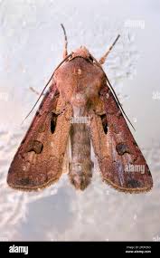 Attēlu rezultāti vaicājumam “Agrotis exclamationis”