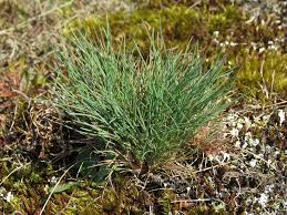 Attēlu rezultāti vaicājumam “Corynephorus canescens”