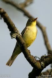 Attēlu rezultāti vaicājumam “Hippolais icterina”