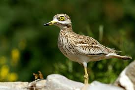 Image result for Burhinus oedicnemus