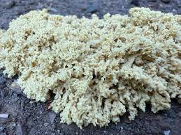 Attēlu rezultāti vaicājumam “Didymium serpula spores”