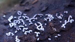 Attēlu rezultāti vaicājumam “Physarum bitectum”