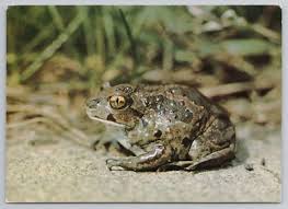 Attēlu rezultāti vaicājumam “Pelobates fuscus”