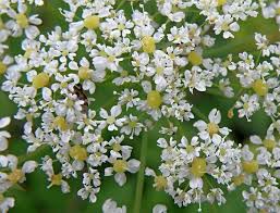 Attēlu rezultāti vaicājumam “Chaerophyllum aromaticum”