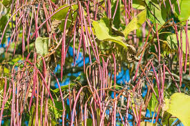 Attēlu rezultāti vaicājumam “Catalpa ovata fruit”