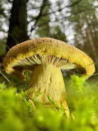 Attēlu rezultāti vaicājumam “Lactarius repraesentaneus”