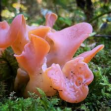 Attēlu rezultāti vaicājumam “Brefeldia maxima spores”