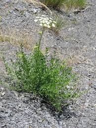 Attēlu rezultāti vaicājumam “Laserpitium pruthenicum”