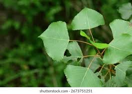 Attēlu rezultāti vaicājumam “Populus nigra Italica leaf”