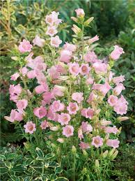 Image result for Marienglockenblumen