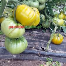 Afbeeldingsresultaat voor grubbs mystery green tomato