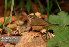 Image result for Phylloscopus schwarzi
