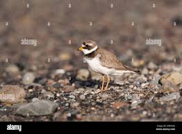 Attēlu rezultāti vaicājumam “Charadrius hiaticula adult”