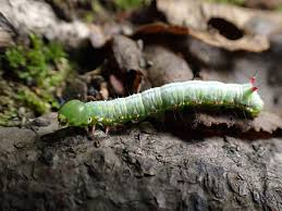 Attēlu rezultāti vaicājumam “Ptilodon capucina larva”