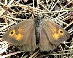 Attēlu rezultāti vaicājumam “Hyponephele lycaon female”