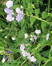 Image result for Geranium `Summer Skies`
