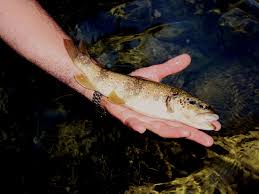 Image result for Salmo macrostigma