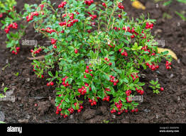 Attēlu rezultāti vaicājumam “Vaccinium vitis-idaea”