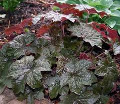 Image result for Heuchera `Palace Purple`