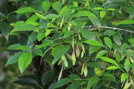 Attēlu rezultāti vaicājumam “Fraxinus”