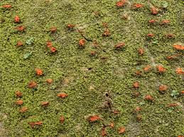Attēlu rezultāti vaicājumam “Anthostoma decipiens”
