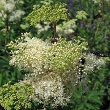 Attēlu rezultāti vaicājumam “Filipendula ulmaria  flower”