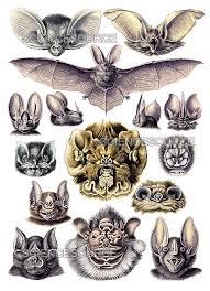 Attēlu rezultāti vaicājumam “Chiroptera”