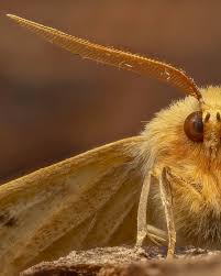 Attēlu rezultāti vaicājumam “Crocallis elinguaria”