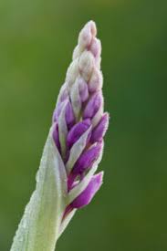 Attēlu rezultāti vaicājumam “Orchis mascula bud”