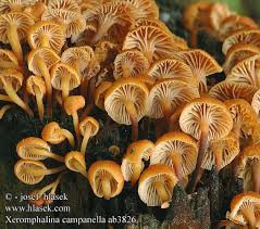 Attēlu rezultāti vaicājumam “Xeromphalina campanella”