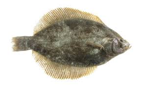 Image result for Pseudopleuronectes americanus
