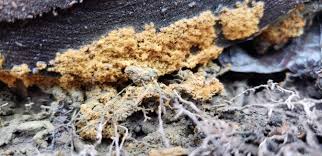 Attēlu rezultāti vaicājumam “Oligonema favogineum”